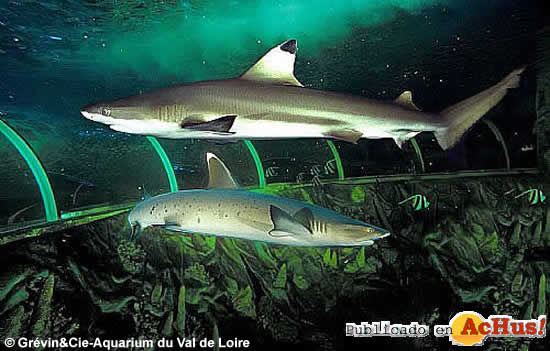 Requins Pointe Noire