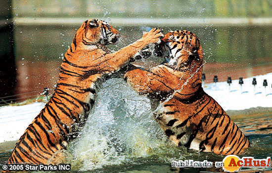 Tigers