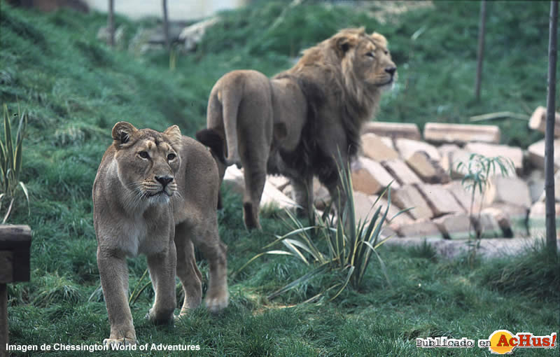 Ashok and Devika Asian Lion