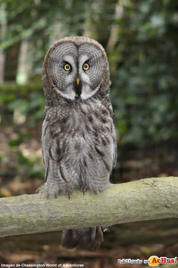 Great grey owl