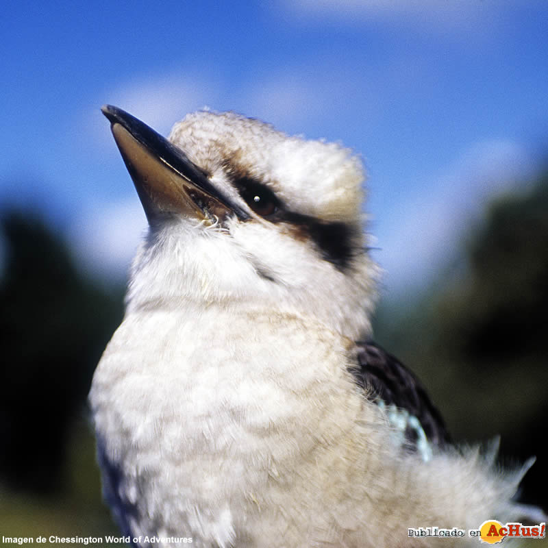 Kookaburra