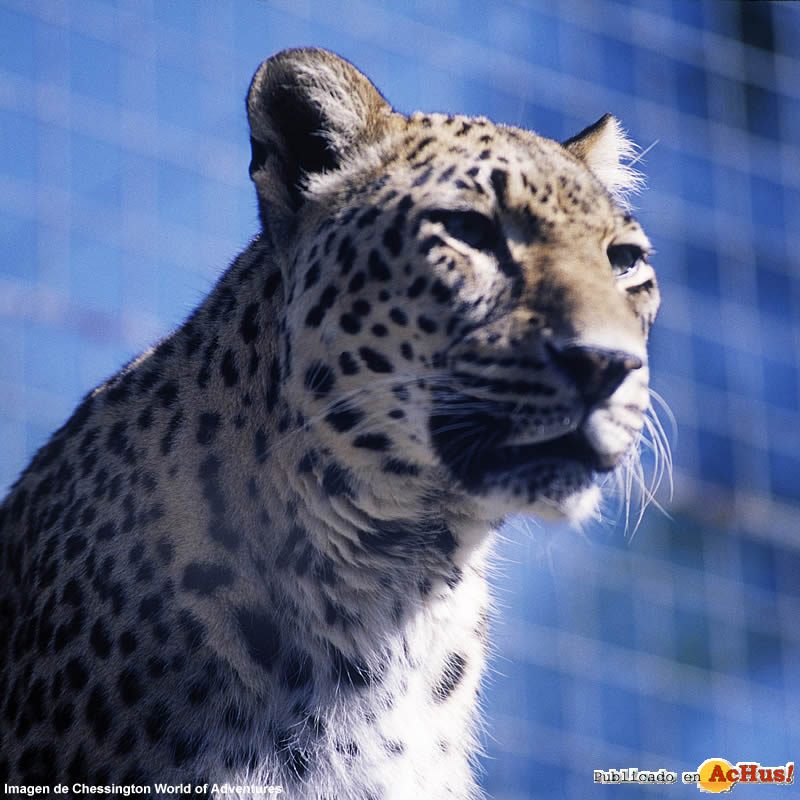 Leopard