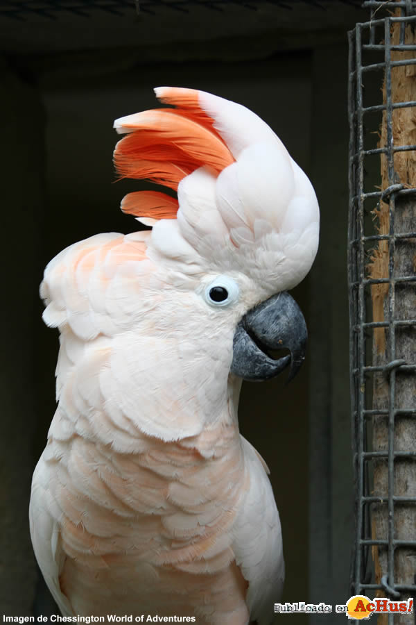 Mollucan cockatoo