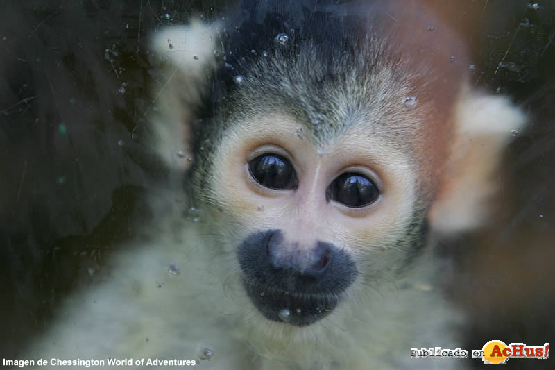 Monkey