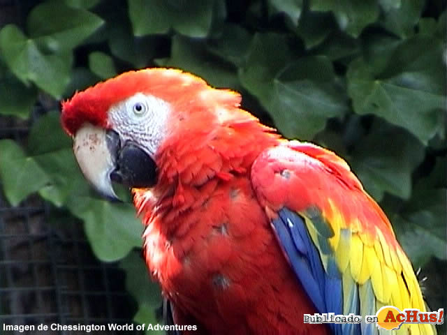 Scarlet macaw
