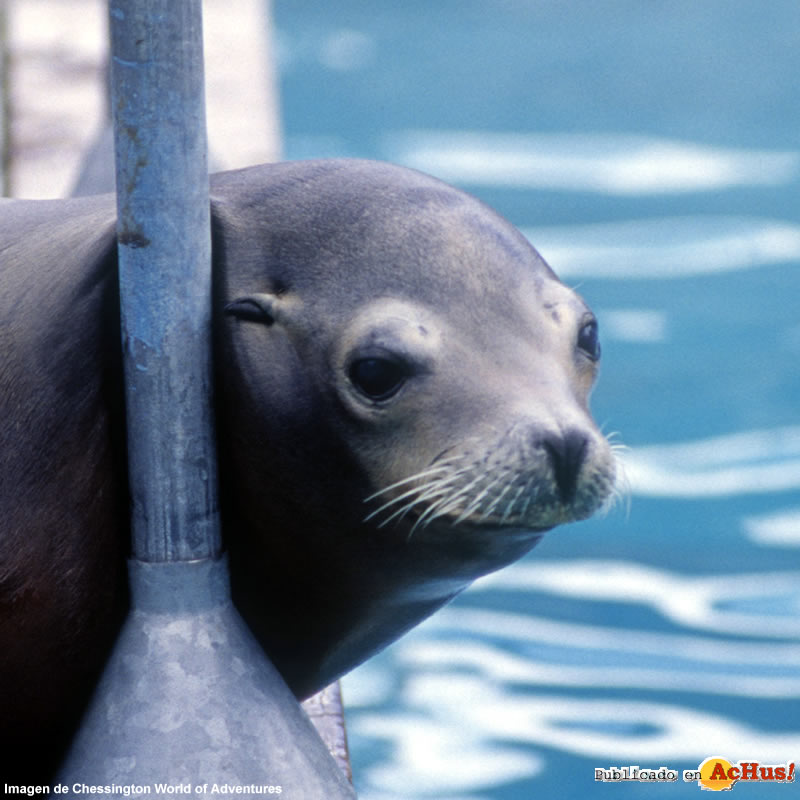 Sea Lion
