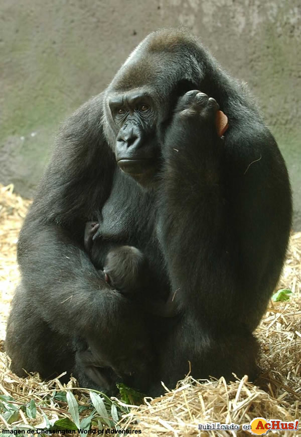 Shani and Kumi