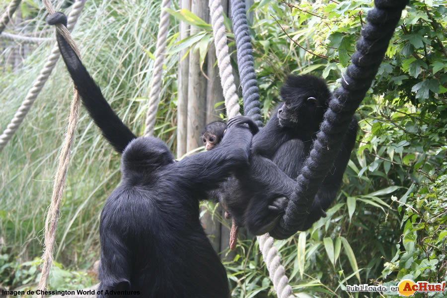 Spider monkeys