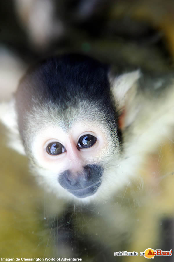 Squirrel Monkey Close Up