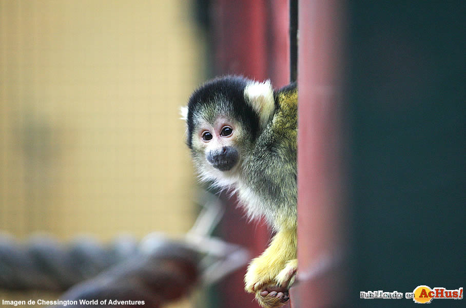 Squirrel Monkey