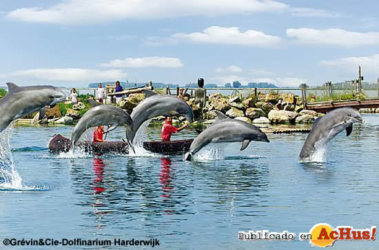 Dauphins dans la lagune