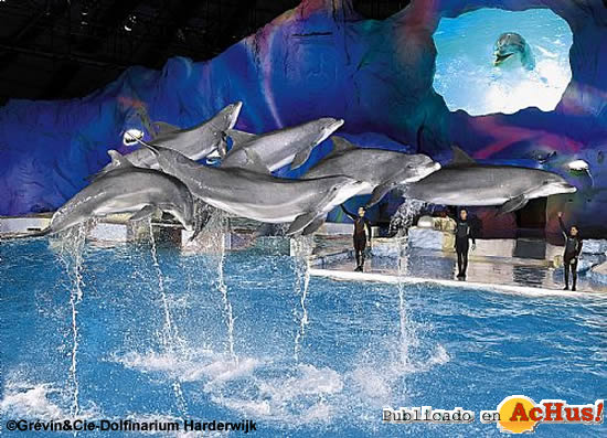 Spectacle de dauphins