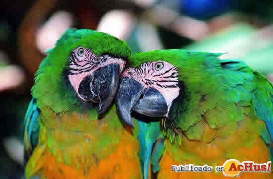 papagayos