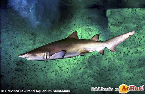 Requin Taureau