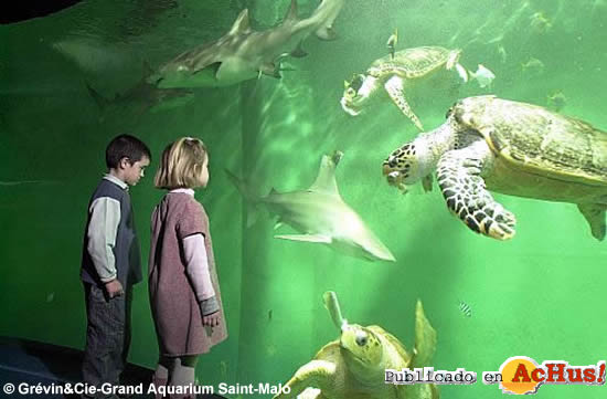 nourrissage tortues et requins