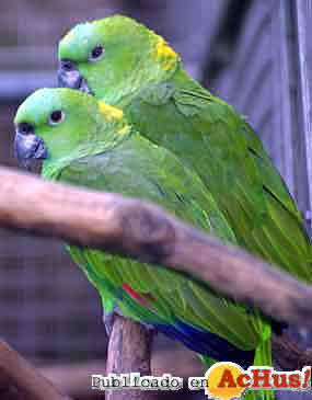 Amazona_auropalliata