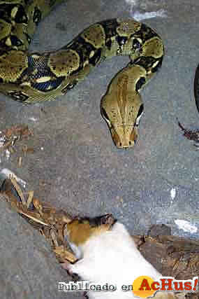 Boa_constrictor