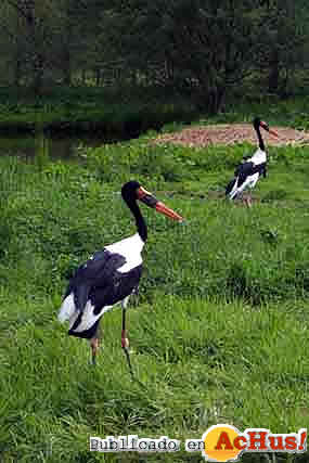 Ephippiorhynchus_senegalensis