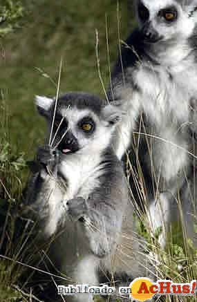 Lemur_catta