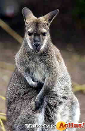 Macropus_rufogriseus