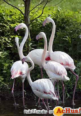 Phoenicopterus_roseus