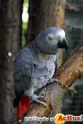 Psittacus_erithacus_erithacus
