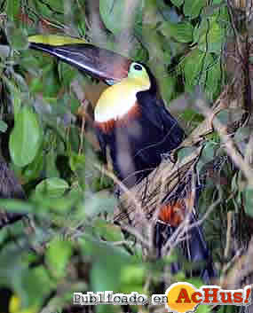 Ramphastos_ambiguus