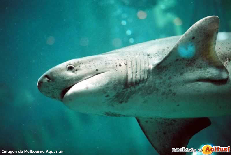 Broadnose-Sevengill-Shark.jpg