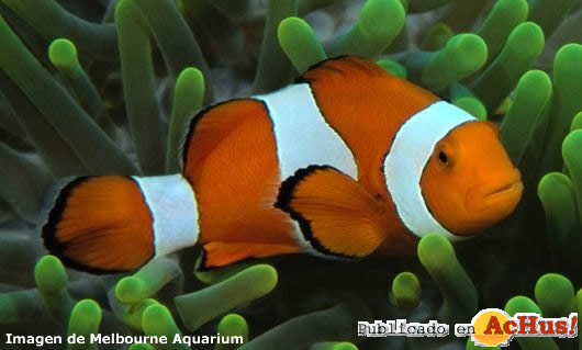 Clown Fish