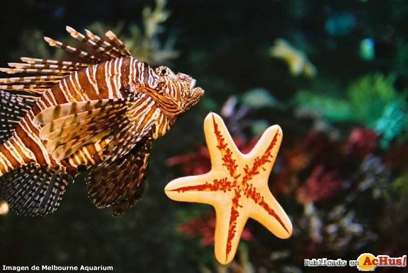 Common Lionfish