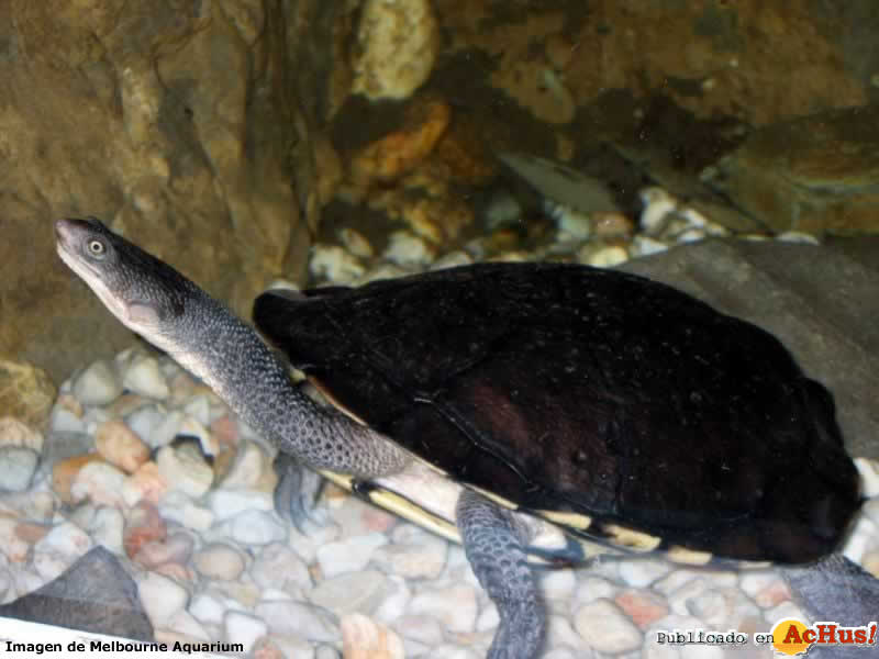 Eastern Long necked Turtle