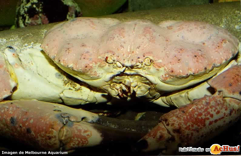 Giant-Southern-Crab.jpg
