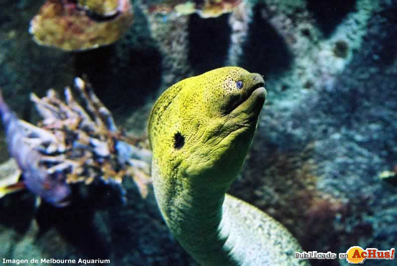 Green Moray Eel