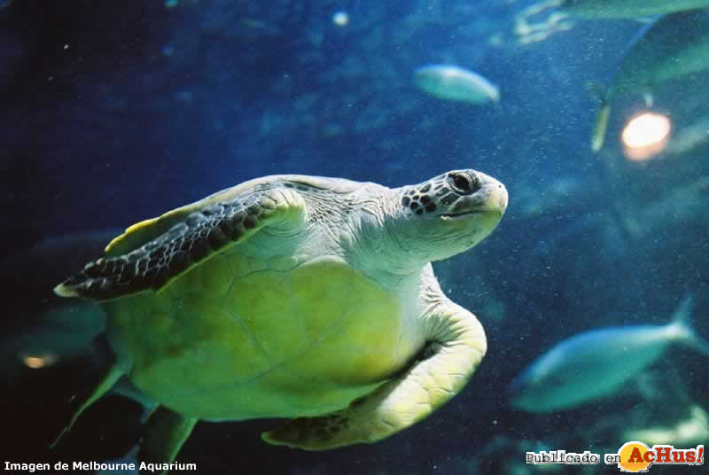 Green Sea Turtle