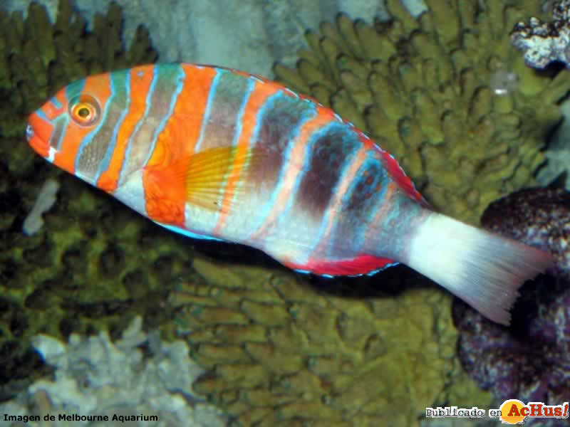 Harlequin Tuskfish