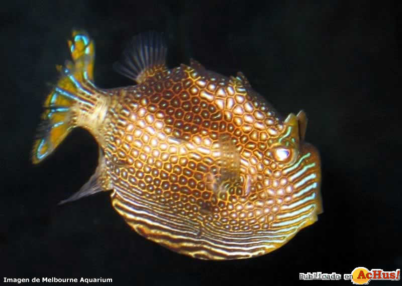 Ornate Cowfish