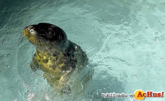Acquarium Galicia 01