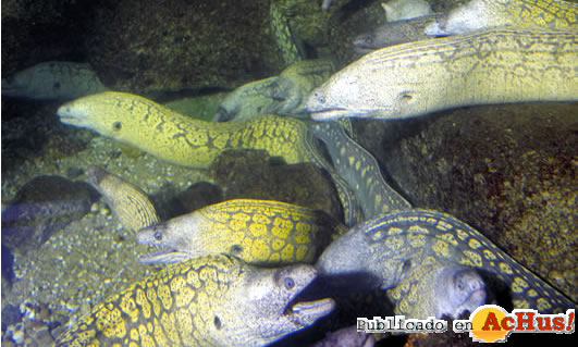 Acquarium Galicia 02