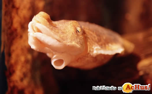 Acquarium Galicia 05