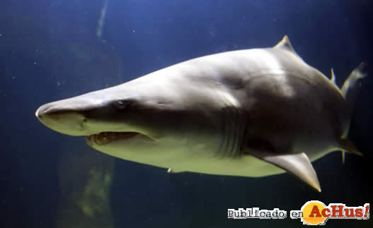 Acquarium Galicia 07