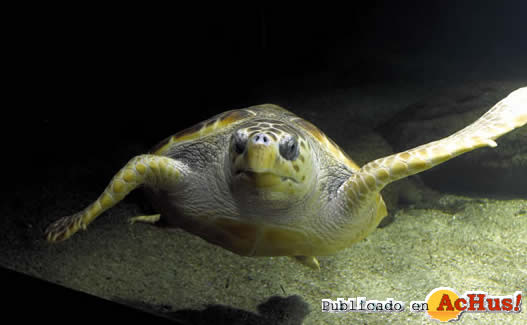 Acquarium Galicia 08