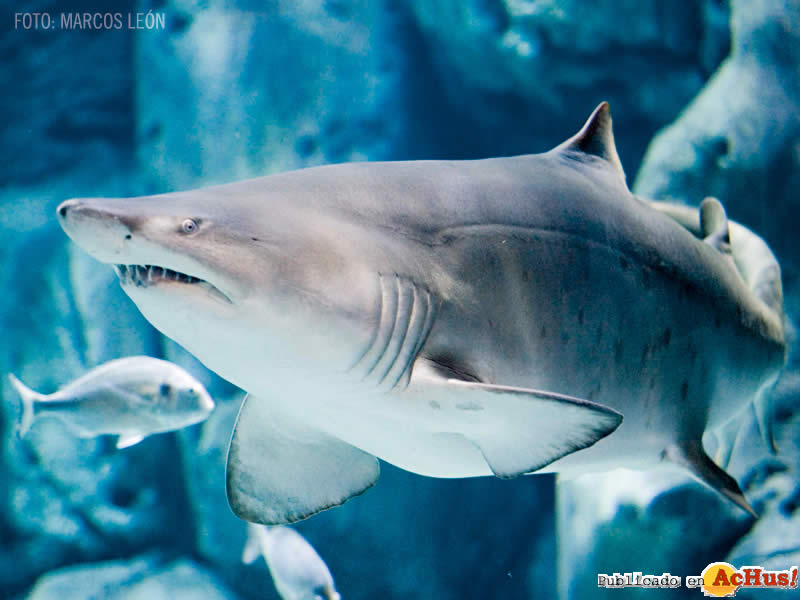 Acuario Gijon 01