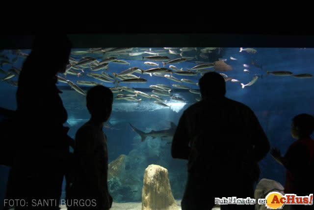 Acuario Gijon 05