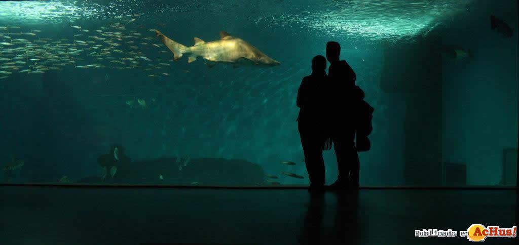 Acuario de Sevilla 02