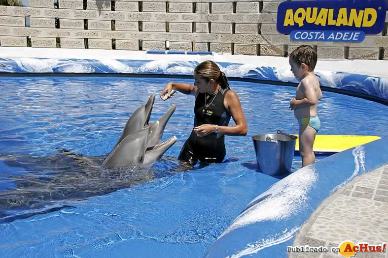 Delfines2