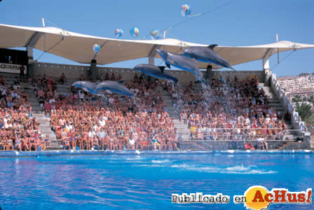 Show delfines