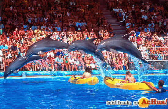 delfines