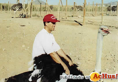 Avestruces Tenerife 01