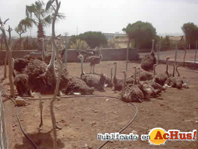 Avestruces Tenerife 07