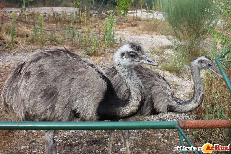 emus